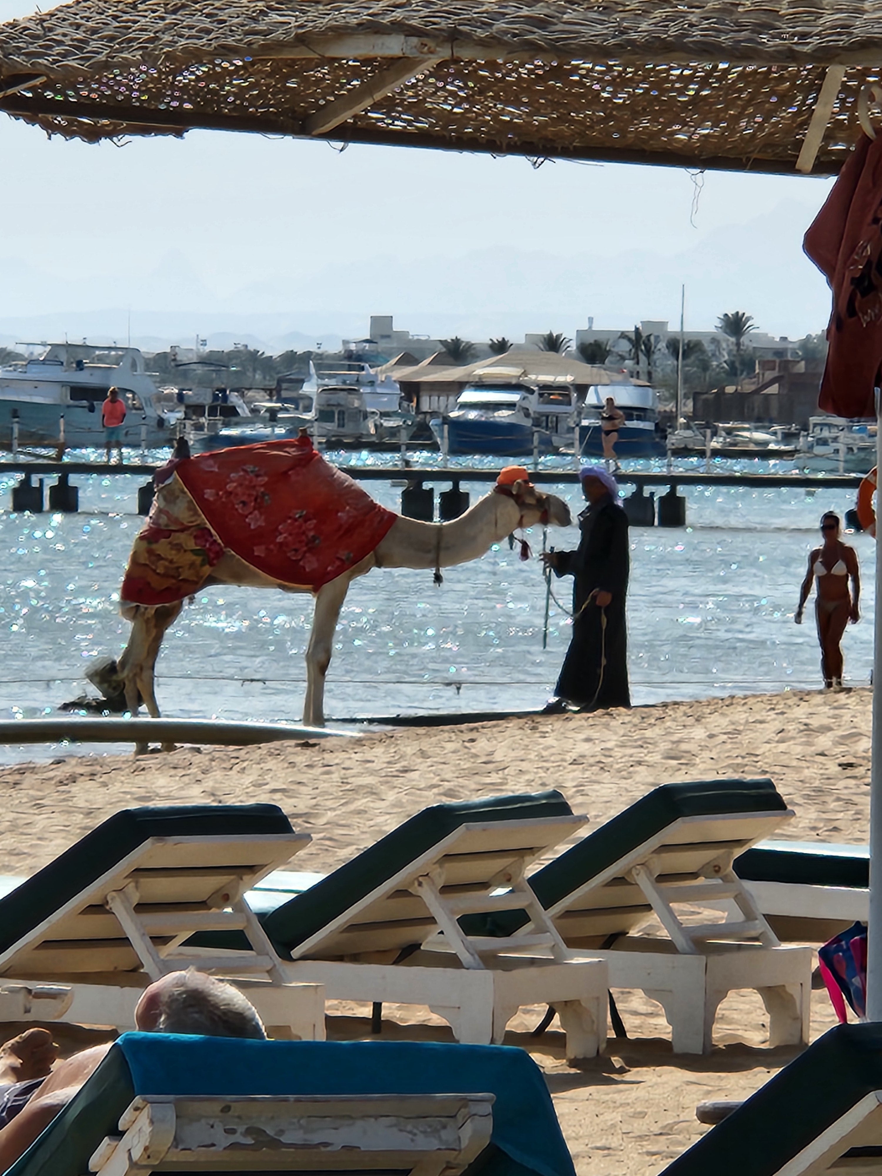 Camel on the beach in Hurghada by the Red Sea
